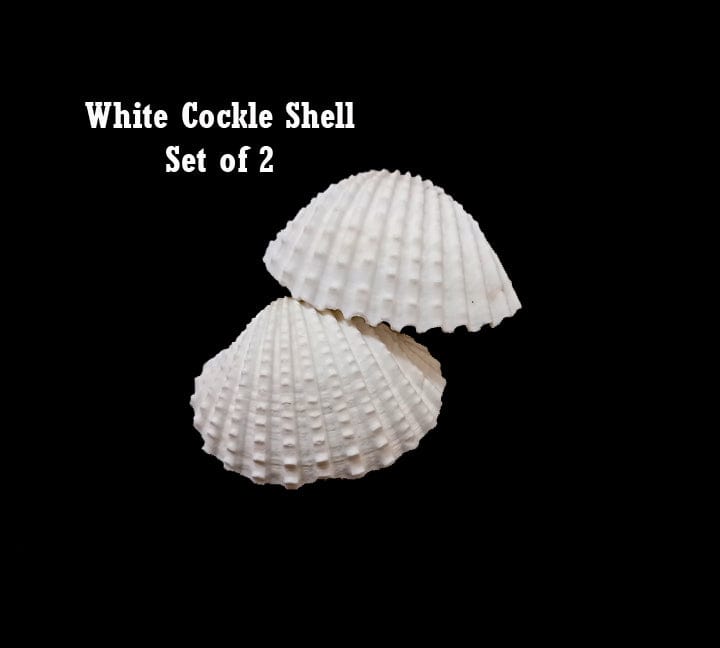 Ocean Theme Set 2 | Sea shells Small Ideal for Craft, Decor, Resin Art (Hand Sorted Single Type Shells) Bestow Charms