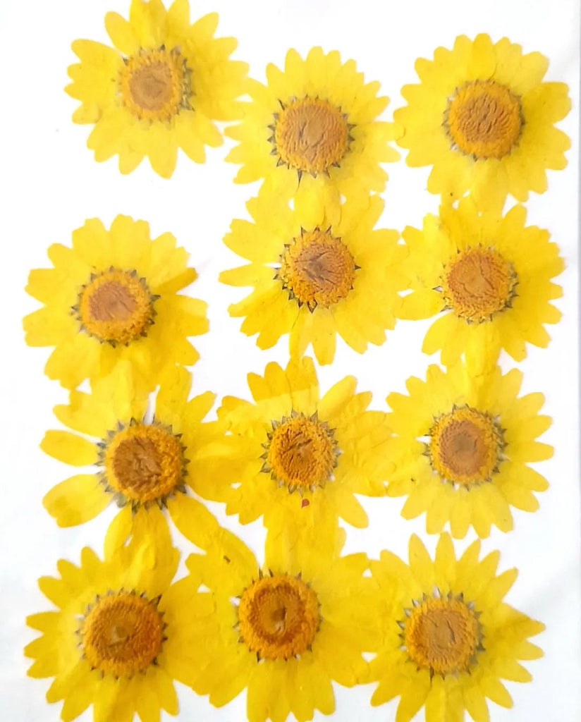 Pressed Daisy Flowers Bestow Charms