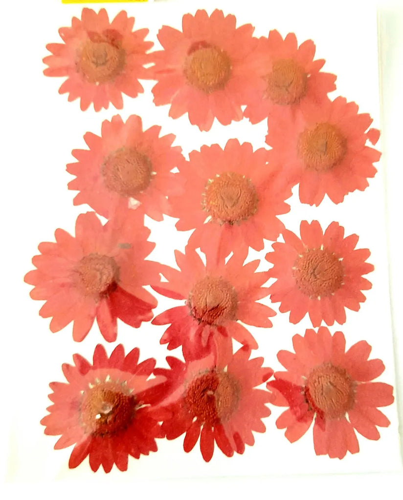 Pressed Daisy Flowers Bestow Charms