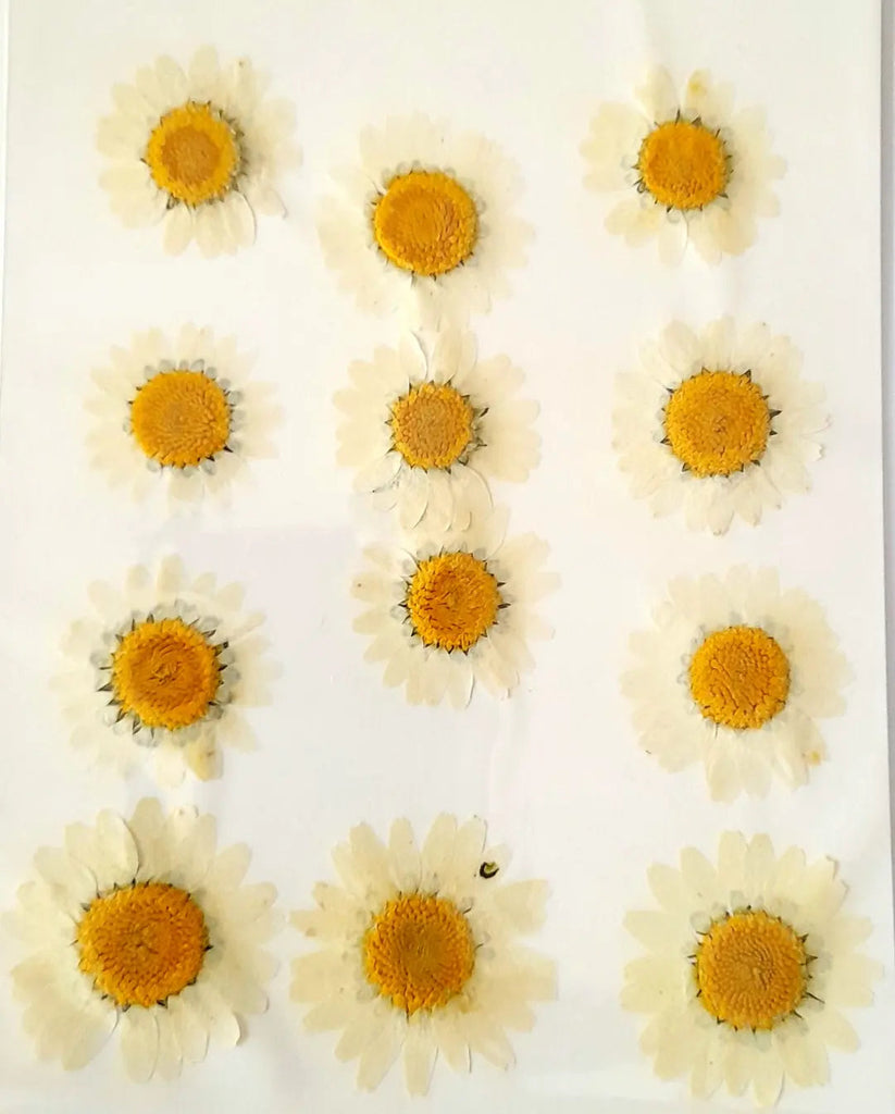 Pressed Daisy Flowers Bestow Charms