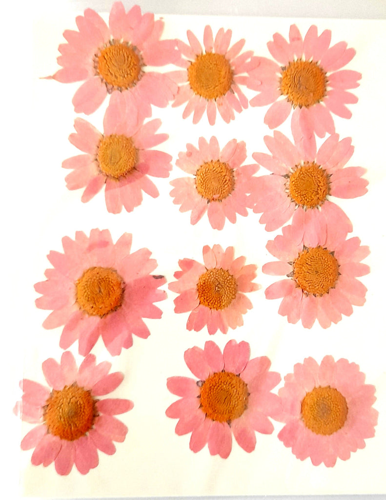 Pressed Daisy Flowers Bestow Charms